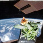 First flower grown entirely in space